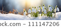 Spring flowers banner, background. First flowers snowdrops banner with copy space 111147206