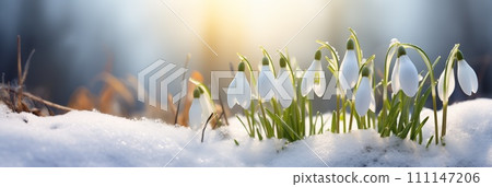 Spring flowers banner, background. First flowers snowdrops banner with copy space Spring flowers banner, background. First flowers snowdrops banner with copy space 111147206