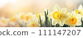 Spring flowers banner, background. Yellow daffodils flowers banner with copy space 111147207