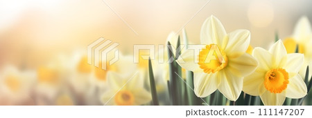 Spring flowers banner, background. Yellow daffodils flowers banner with copy space 111147207