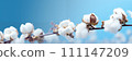 Cotton flowers banner. Branch on a blue background 111147209