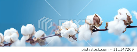 Cotton flowers banner. Branch on a blue background 111147209