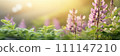Spring flowers banner, background. Corydalis cava flowers banner with copy space 111147210