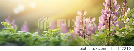 Spring flowers banner, background. Corydalis cava flowers banner with copy space 111147210