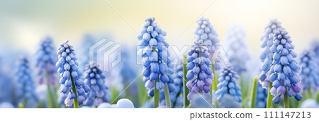 Spring flowers banner, background. Armeniacum muscari flowers banner with copy space 111147213
