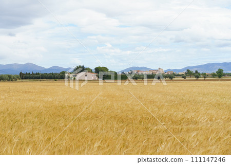 Field with rye or wheat in summer against the background of a farm. 111147246