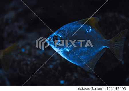 Wild fish swimming underwater in natural environment in blue water background. Wild fish swimming underwater in natural environment in blue water background. 111147493