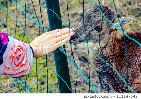Close-up of hand feeding sheep. Mouflons on the territory of the Agricultural University of Nitra in Slovakia. Close-up of hand feeding sheep. Mouflons on the territory of the Agricultural University of Nitra in Slovakia. 111147542