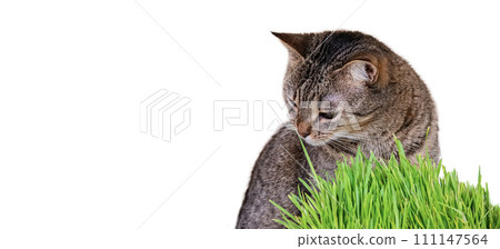 Horizontal banner with pet and green oat micro greens on white background with space for text. Cat grass, pet grass. 111147564