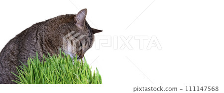 Cat is eating fresh green grass. Cat's grass. Pet's fresh grass. European shorthair cat near wheat, oat and barley sprouts. Copy space. Horizontal banner. Cat is eating fresh green grass. Cat's grass. Pet's fresh grass. European shorthair cat near wheat, oat and barley sprouts. Copy space. Horizontal banner. 111147568