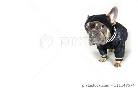French bulldog in hat and jacket isolated on white with space for text. Animal Clothing Advertisement, Animal Clothing Website Template. 111147574