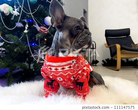 A French bulldog guards a Christmas tree from a hidden cat. 111147575