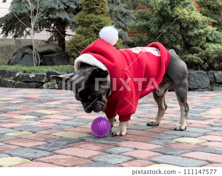 French bulldog in a red winter jacket with a hood. French bulldog in a red winter jacket with a hood. 111147577