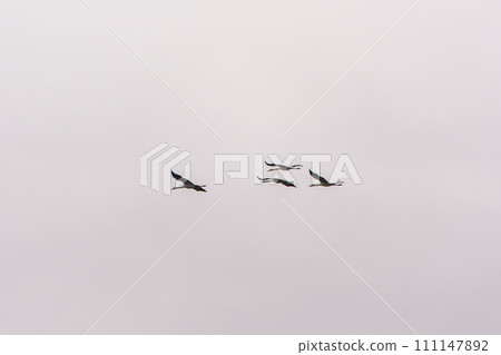 Flying cranes flock against blue sky Flying cranes flock against blue sky 111147892