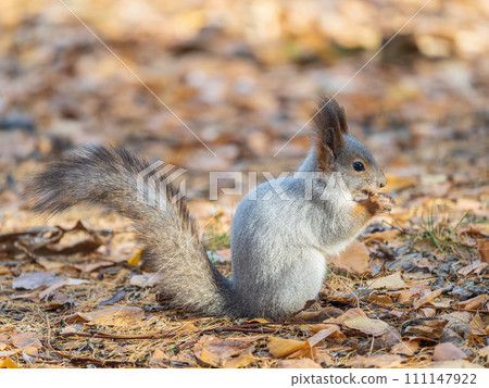 Autumn squirrel with nut sits on green grass with fallen yellow leaves 111147922