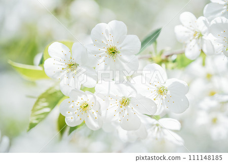 Spring background with white blossoms and sunbeamson Branches of blossoming cherry macro with soft focus background. Easter and spring greeting cards. Springtime Spring background with white blossoms and sunbeamson Branches of blossoming cherry macro with soft focus background. Easter and spring greeting cards. Springtime 111148185