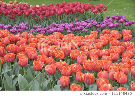 一個種滿鬱金香的公園 一個種滿鬱金香的公園 111148480