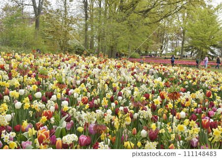 一個種滿鬱金香的公園 111148483