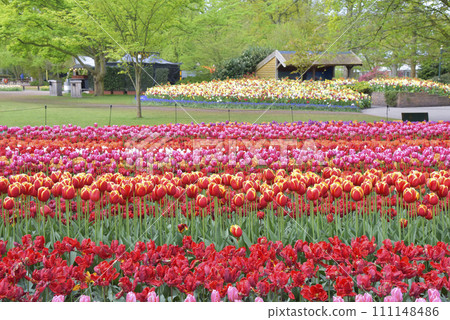 A park full of tulips A park full of tulips 111148486