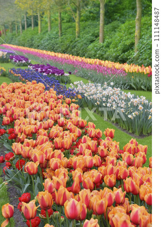 A park full of tulips A park full of tulips 111148487