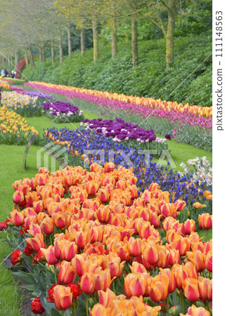 A park full of tulips A park full of tulips 111148563
