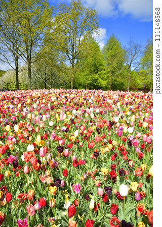 A park full of tulips A park full of tulips 111148568