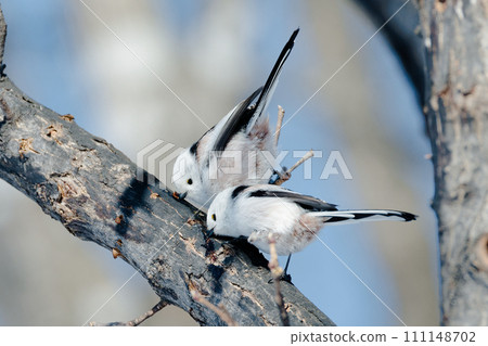 Shimaenaga 111148702