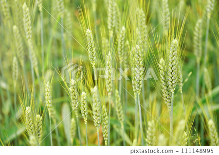 Unripe green wheat, closeup on ears, with more blurred in background 111148995