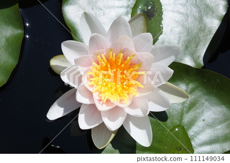 睡蓮、春天的花朵、 睡蓮、春天的花朵、 111149034