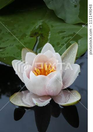 Water lilies, spring flowers, water drops Water lilies, spring flowers, water drops 111149048