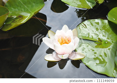 睡蓮,春天的花朵,水滴,陽光 睡蓮,春天的花朵,水滴,陽光 111149059