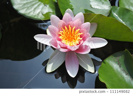 water lilies, spring flowers, sunlight water lilies, spring flowers, sunlight 111149082