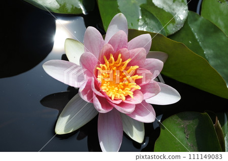 water lilies, spring flowers, sunlight water lilies, spring flowers, sunlight 111149083