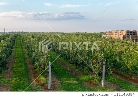 A large stack of wooden boxes for picking apples in an apple orchard. 111149394