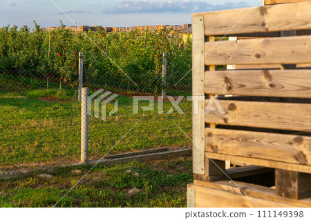 A large stack of wooden boxes for picking apples in an apple orchard. 111149398