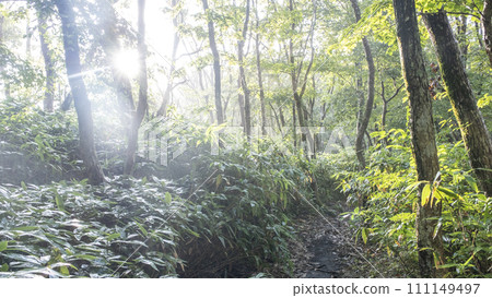 Beech forest walking path shrouded in fog Beech forest walking path shrouded in fog 111149497