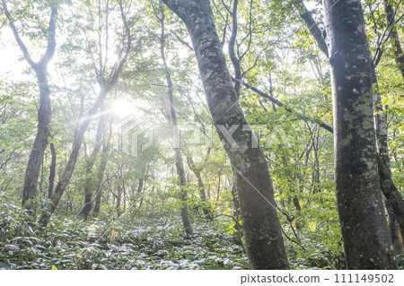 Beech forest walking path shrouded in fog Beech forest walking path shrouded in fog 111149502
