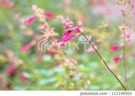 可愛的丹參花櫻桃感覺 111149563