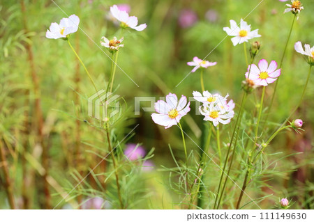 波斯菊花 波斯菊花 111149630