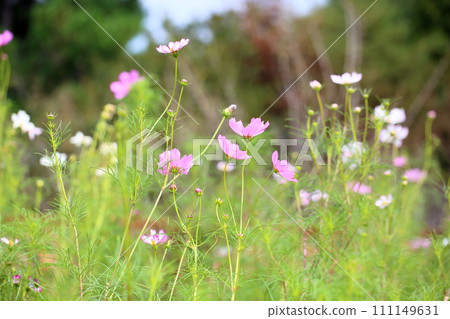 波斯菊花 111149631