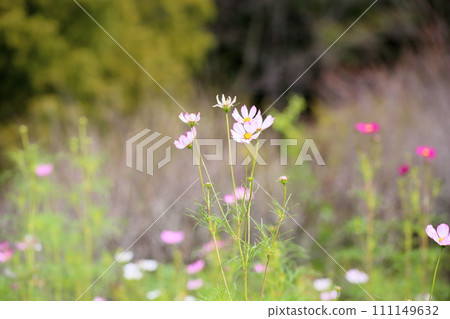 波斯菊花 111149632