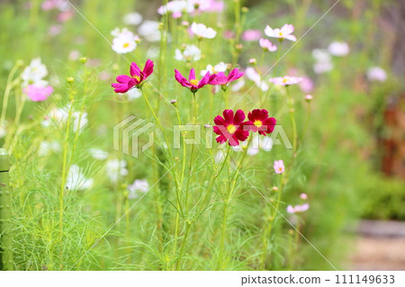 波斯菊花 111149633