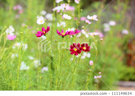 波斯菊花 波斯菊花 111149634