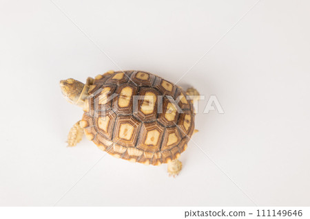 In this isolated portrait, a little African spurred tortoise reveals the beauty of its unique design and cute features against a white background. 111149646