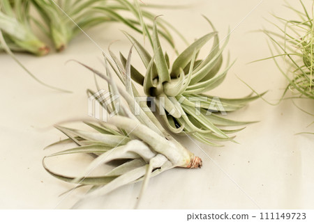 Green tillandsia air plants on a white background Green tillandsia air plants on a white background 111149723