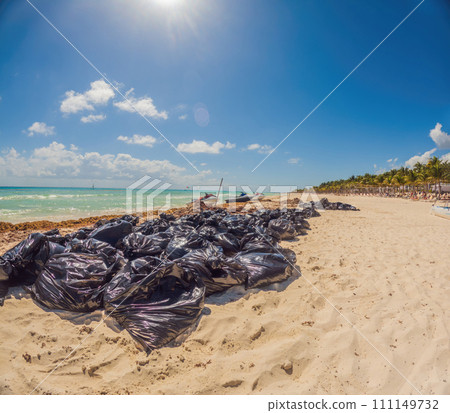 The beautiful Caribbean beach totally filthy and dirty the nasty seaweed sargazo problem in Playa del Carmen Quintana Roo Mexico 111149732