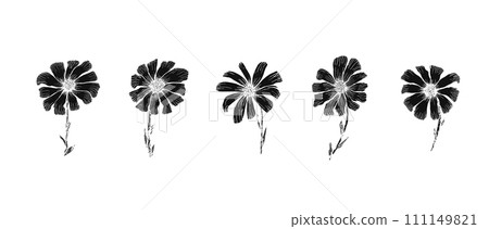 Retro black linocut style ink pen sketch of chamomile flowers. Vintage illustration of textured gerbera for botanical pattern design, greeting card decoration Retro black linocut style ink pen sketch of chamomile flowers. Vintage illustration of textured gerbera for botanical pattern design, greeting card decoration 111149821