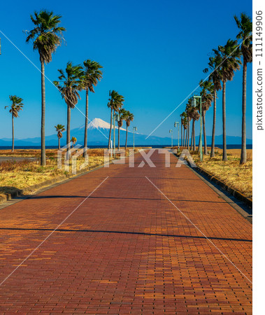 從禦前崎海洋公園遠眺棕櫚樹和富士山 從禦前崎海洋公園遠眺棕櫚樹和富士山 111149906