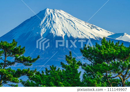 富士山透過松樹覆蓋著積雪 富士山透過松樹覆蓋著積雪 111149907