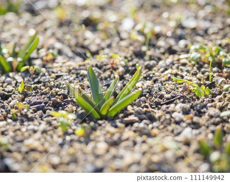 Sprout 111149942